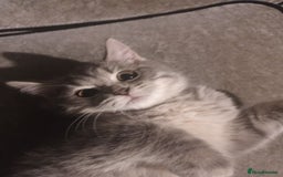 British Shorthair cats for sale: Blue spotted male bsh kitten  - Image 3