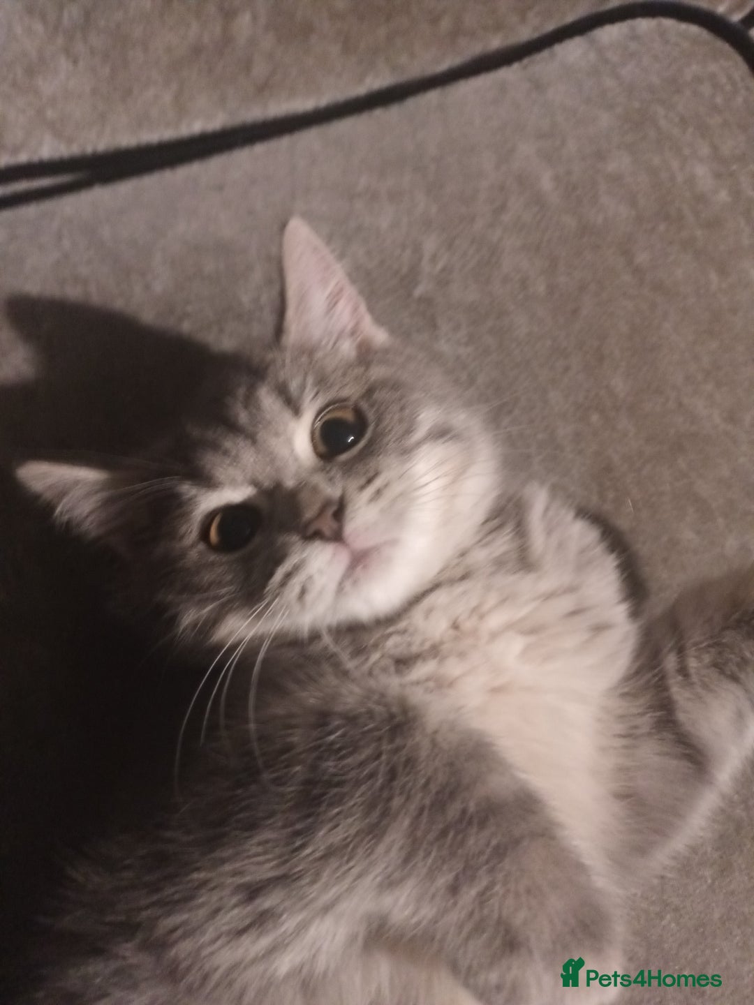 British Shorthair cats for sale: Blue spotted male bsh kitten  - Image 3