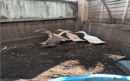 Ducks poultry for sale: Runner ducks and hens  - Image 1