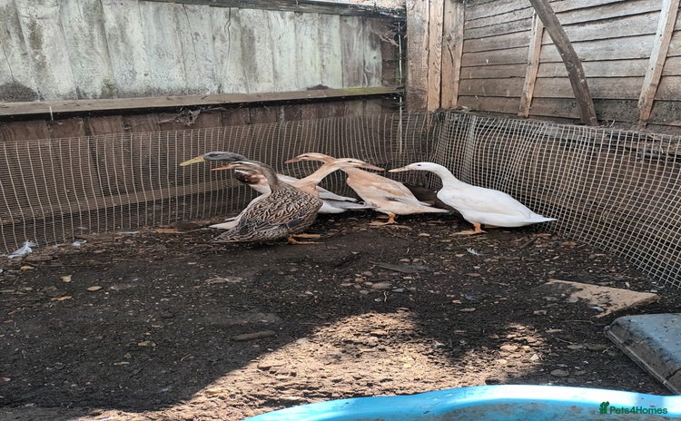Ducks poultry - Advert 3