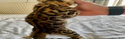 Bengal cats for sale: ✨✨ TICA registered Bengal BOYS😻😻😻 - Advert 36