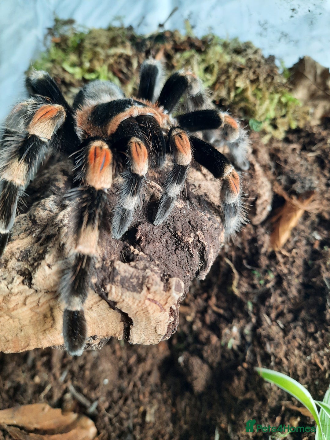 Tarantulas invertebrates for sale: Mexican Red Knee - Image 3