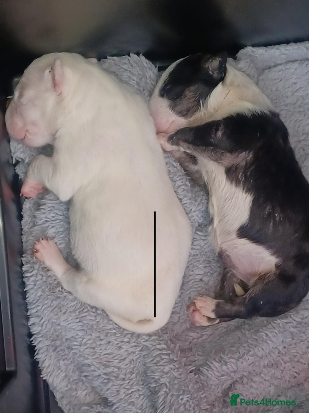 English Bull Terrier dogs for sale: English Bull Terrier pups - Image 6