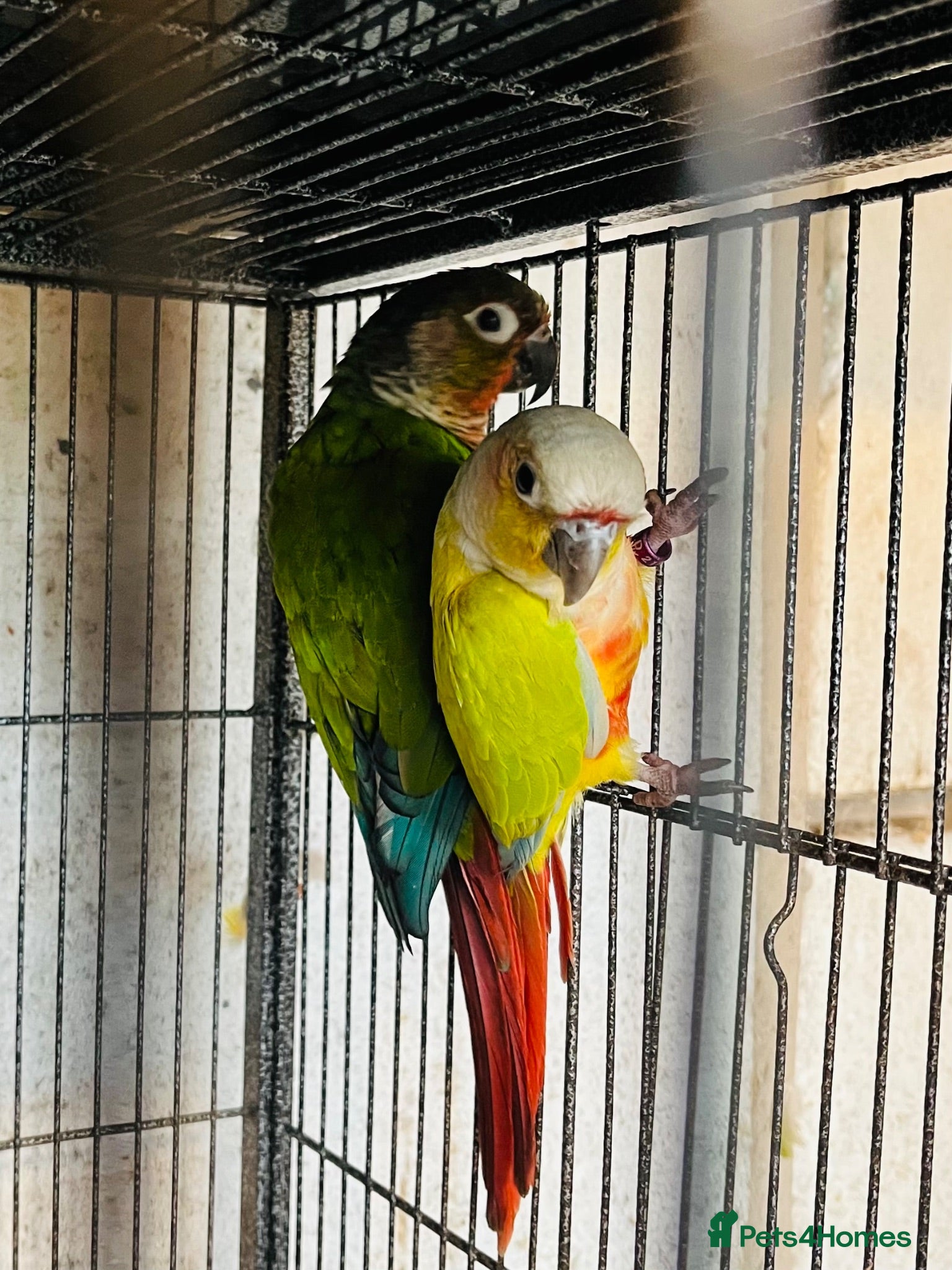 Conures birds Bonded breeding pair of Conures.  - Advert 1