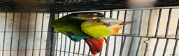 Conures birds for sale: Bonded breeding pair of Conures.  - Advert 1