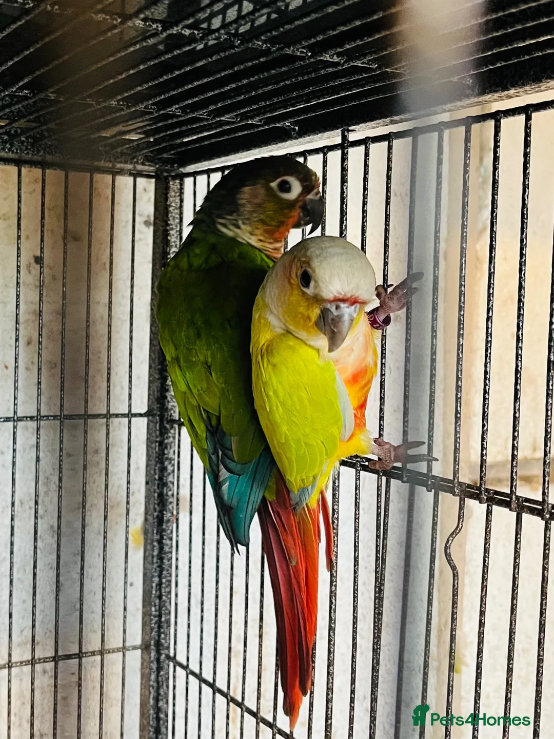 Conures birds for sale: Bonded breeding pair of Conures.  - Advert 1