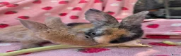 Rex rabbits for sale: Last 2 🩷💙 Saught after Curly Astrex bunnies - Advert 14