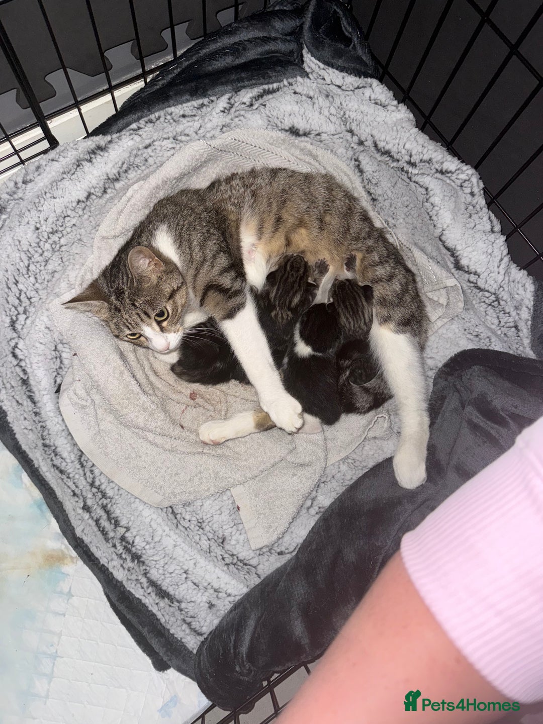 Mixed Breed cats for sale: Mixed kittens.  - Image 7