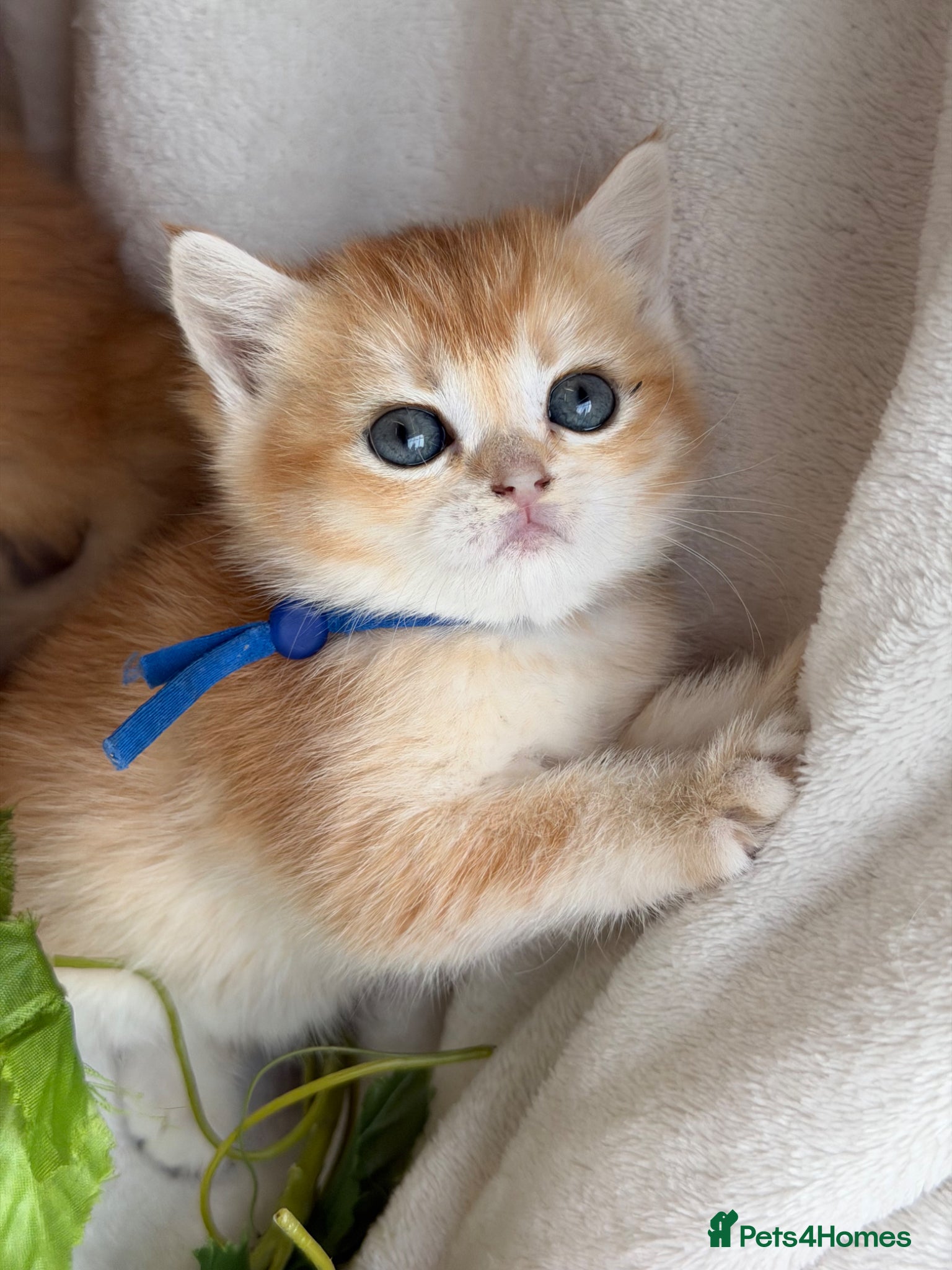 British Shorthair cats for sale: British shorthair golden adorable kitten GCCF  - Advert 6