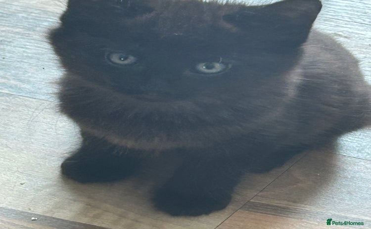 Mixed Breed cats - Advert 1