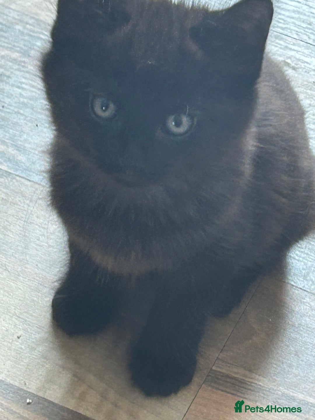 Mixed Breed cats for sale: 5 black male kittens ready now  - Image 1