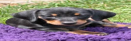 Miniature Dachshund dogs for sale: Miniature dachshund puppies  in Winchester - Advert 1