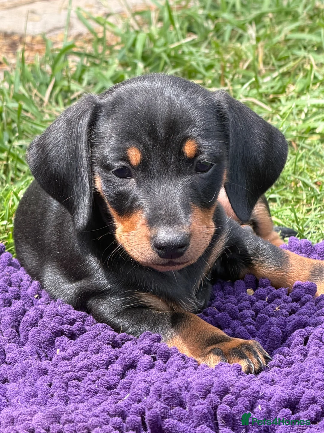 Miniature Dachshund dogs for sale: Miniature dachshund puppies  in Winchester - Advert 1