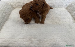 Cavapoo dogs for sale: 7 perfect f1b cavapoo’s. Fully dna & health clear. - Image 15