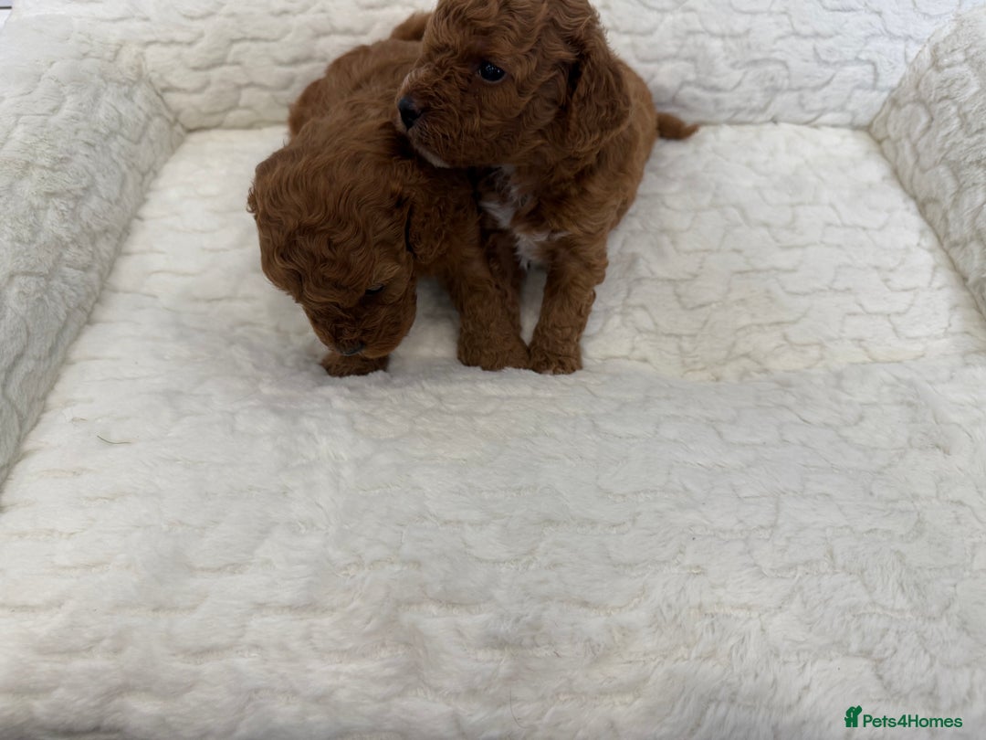 Cavapoo dogs for sale: 7 perfect f1b cavapoo’s. Fully dna & health clear. - Image 15