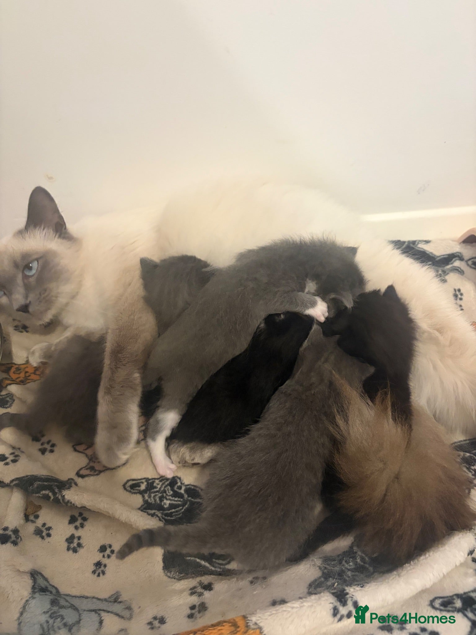 Ragdoll cats RAGDOLL X SHORTHAIR KITTENS  - Advert 1