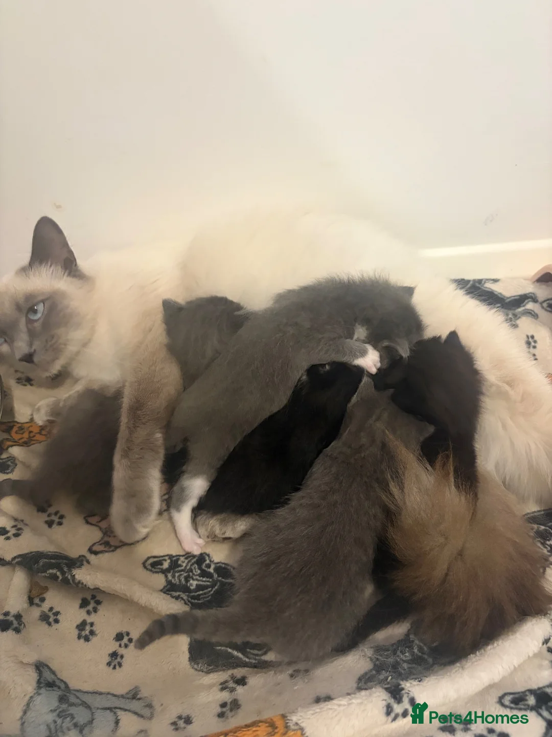 Ragdoll cats for sale: RAGDOLL X SHORTHAIR KITTENS  - Advert 1