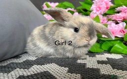 Mini Lop rabbits for sale: Stunning litter of 5 MINI LOPS ready to reserve  - Image 9