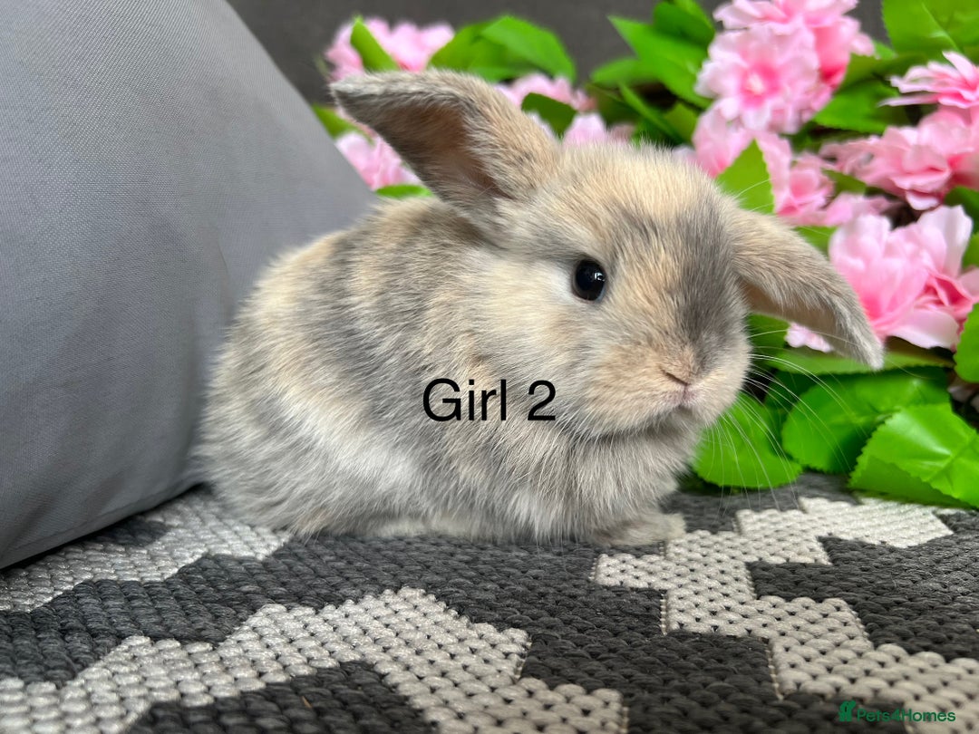 Mini Lop rabbits for sale: Stunning litter of 5 MINI LOPS ready to reserve  - Image 9