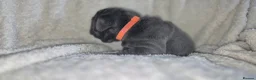 French Bulldog dogs for sale: French bulldog puppies - Advert 4