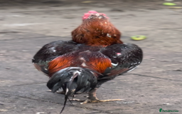 Chickens poultry for sale: Rampuri x Sindhi Aseel  - Image 2