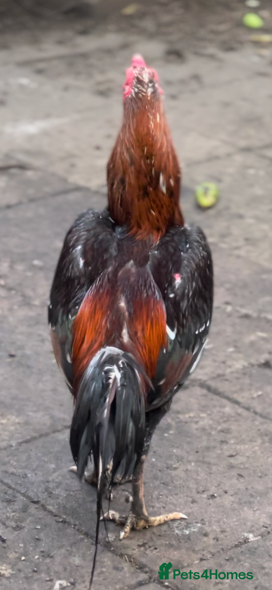 Chickens poultry for sale: Rampuri x Sindhi Aseel  - Image 2