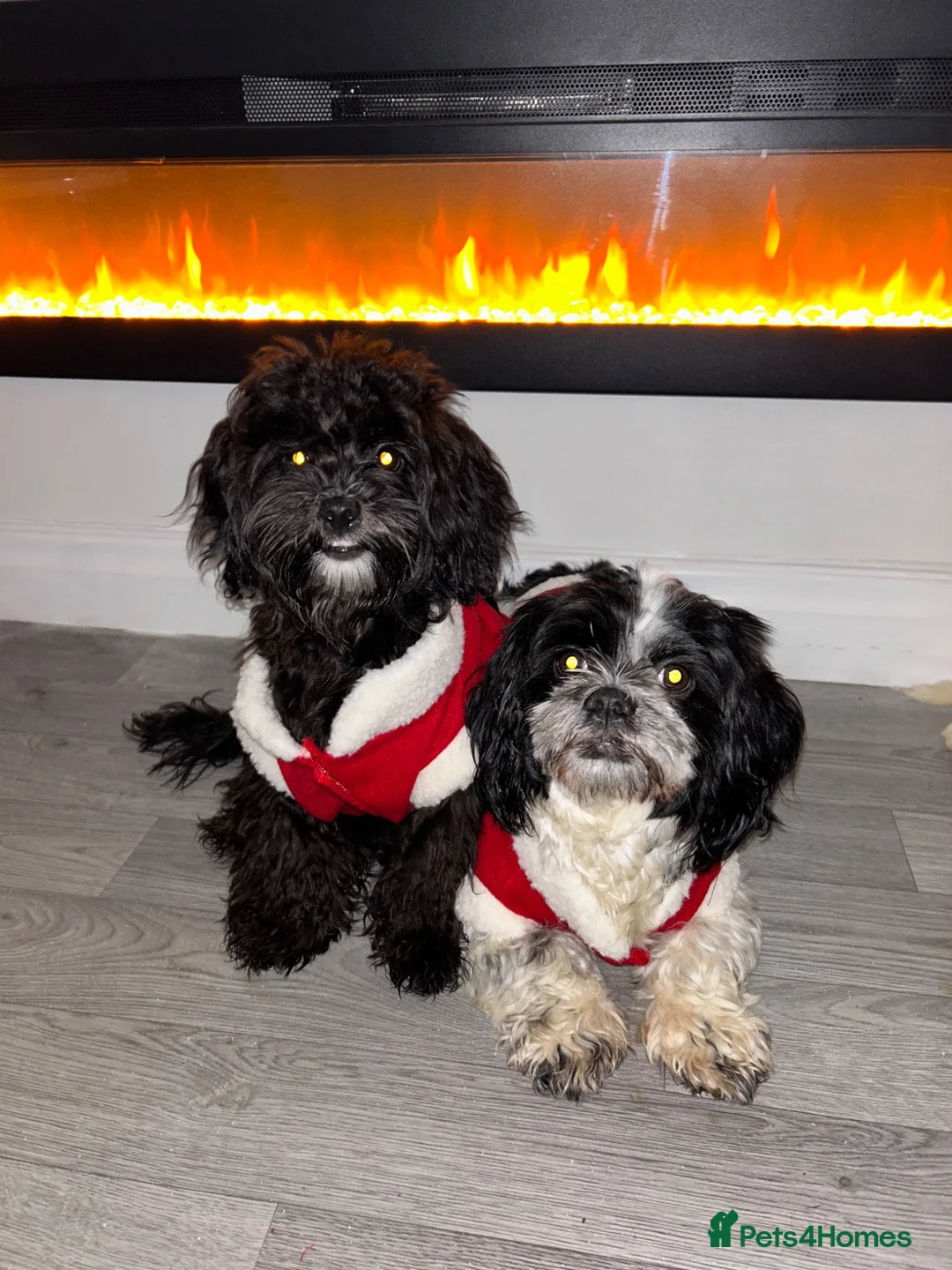 Shihpoo dogs for sale: 4 year old Shihpoo for sale  - Advert 13