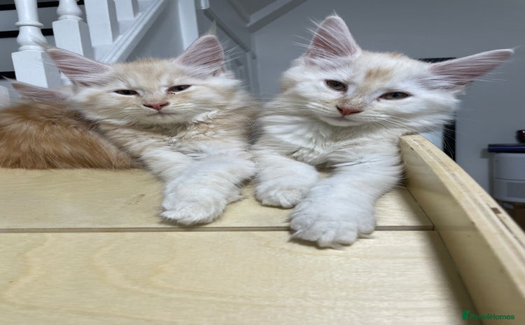 Maine Coon cats - Advert 12