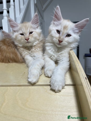 Maine Coon cats - Advert 1