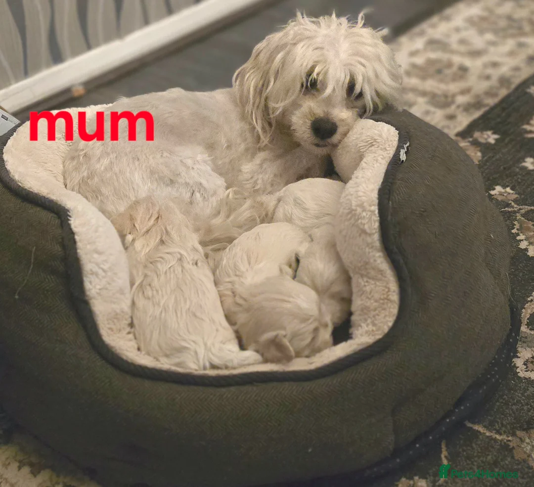 Maltipoo dogs for sale: Toy Maltipoo baby's  - Advert 10