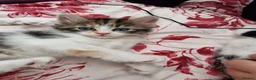 Mixed Breed cats for sale: 4 gorgeous kitten looking for their forever home - Advert 6