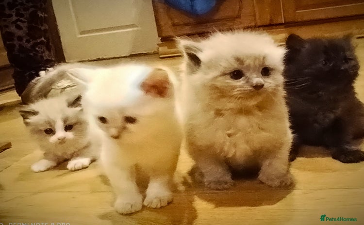 Siberian cats - Advert 1