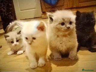 Siberian cats - Advert 2