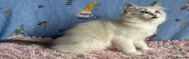 Ragdoll 3