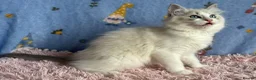 Ragdoll cats for sale: Beautiful TICA Registered Ragdoll Kittens - Advert 17