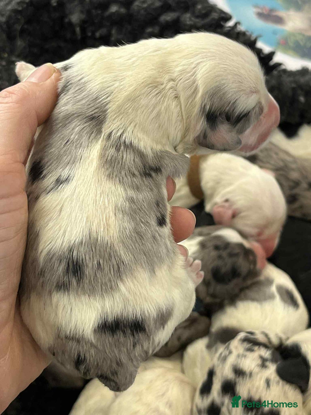 Sheepadoodle dogs for sale: unique midi sheepadoodle babies - Image 10