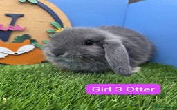 Mini Lop rabbits for sale: Mini Lop Baby Rabbits Buck Doe Girls Boys  - Image 3