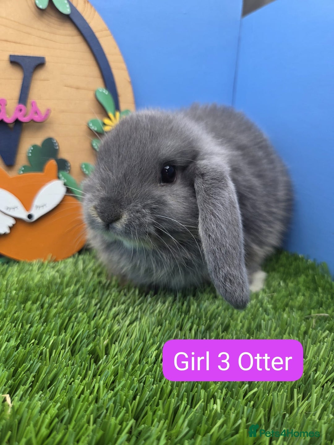 Mini Lop rabbits for sale: Mini Lop Baby Rabbits Buck Doe Girls Boys  - Image 3