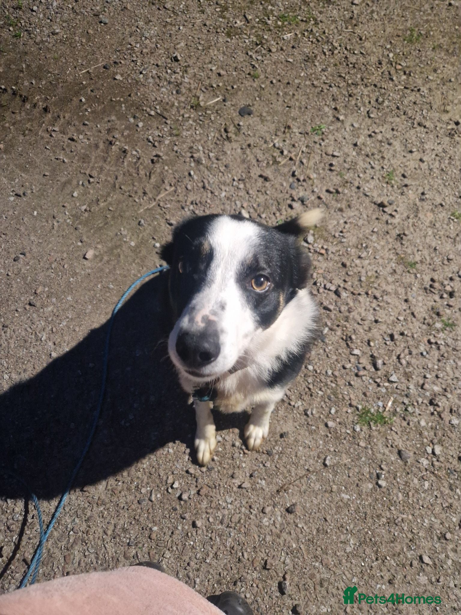 Border Collie dogs Cole  - Advert 8