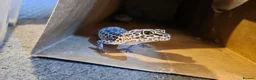 Leopard Gecko reptiles for sale: 2 female leopard geckos in Edinburgh - Advert 9