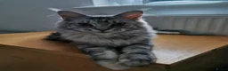 Maine Coon cats for sale: Pinky is looking for forever home. - Advert 4