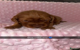 Cocker Spaniel dogs for sale: Red cocker spaniel  - Image 18