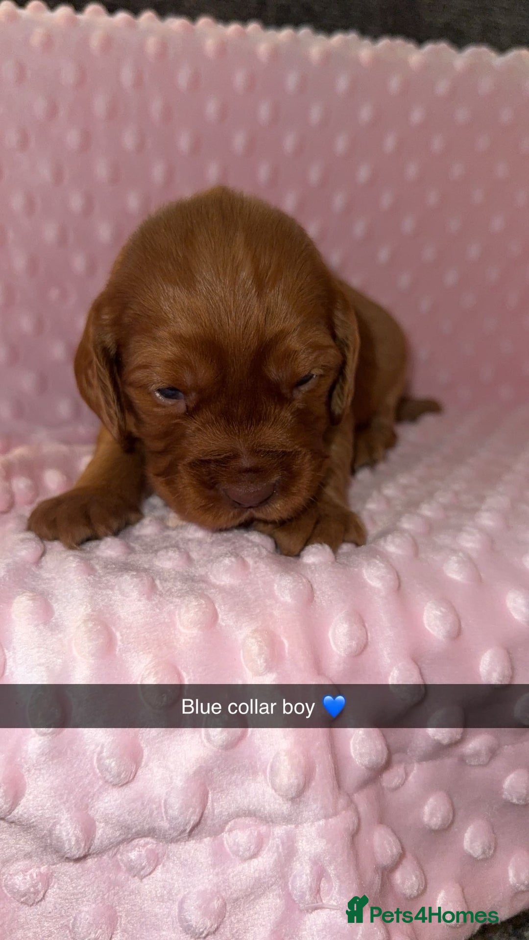 Cocker Spaniel dogs for sale: Red cocker spaniel  - Image 18
