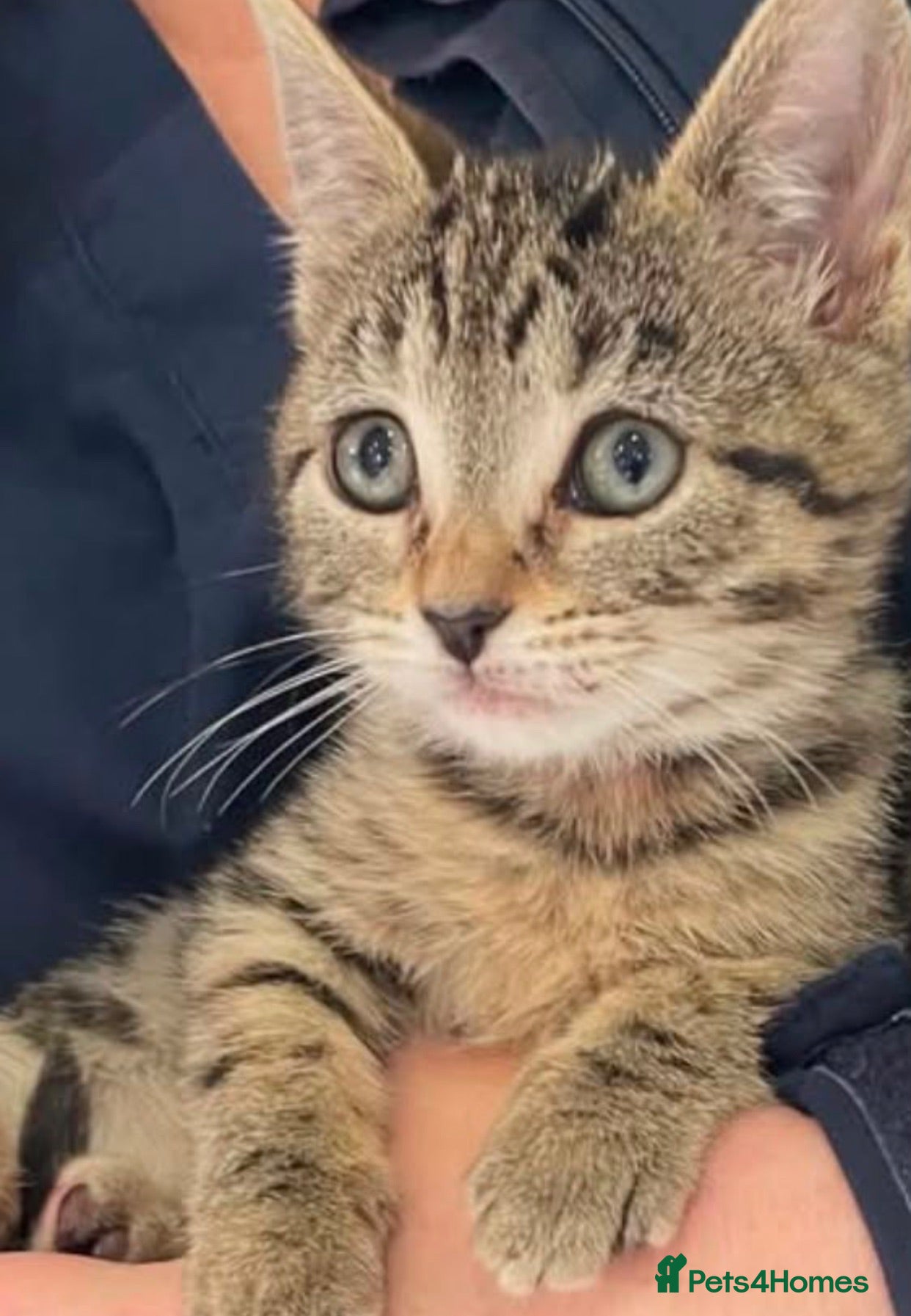 Mixed Breed cats Tabby kitten  - Advert 4