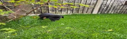 Labrador Retriever dogs for sale: Working labrador puppies  - Advert 3