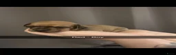 Chiweenie dogs for sale: Chiweenies for sale  - Advert 14