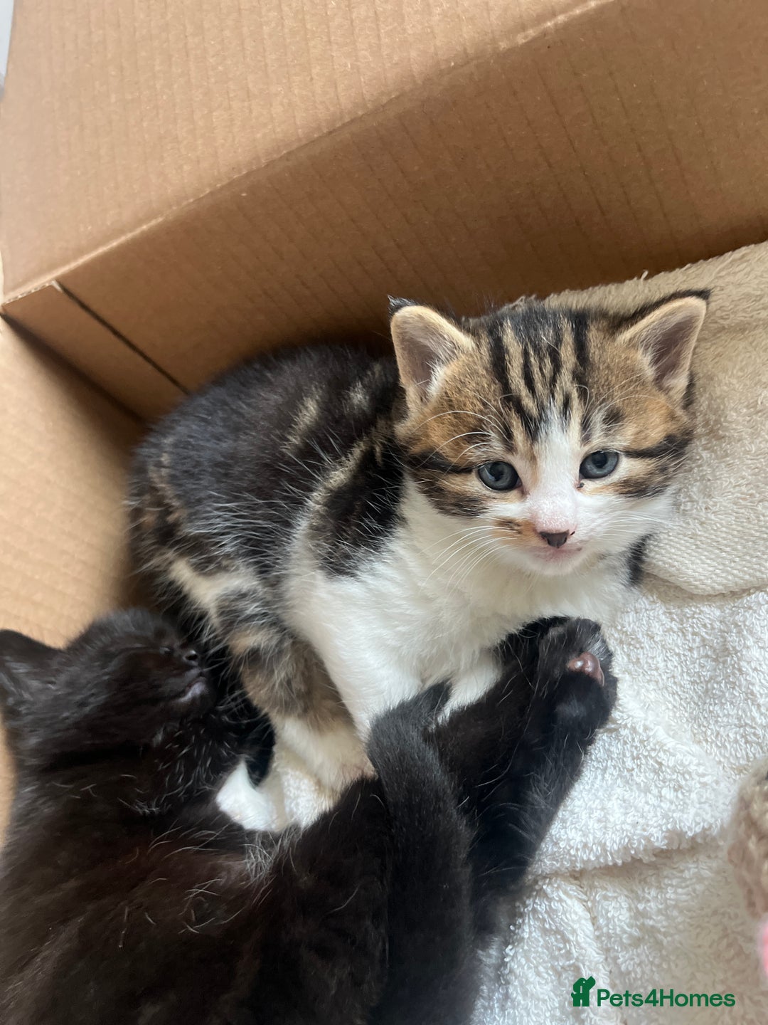 British Shorthair cats for sale: British shorthair x kittens for sale - Advert 7