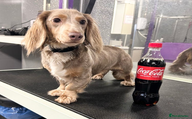 Miniature Dachshund dogs Long hair dachshund stud  - Advert 3