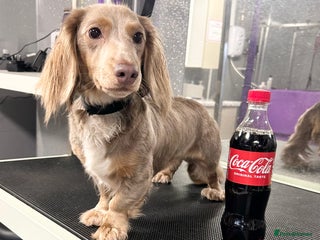 Miniature Dachshund dogs for stud: Long hair dachshund stud - Advert 2