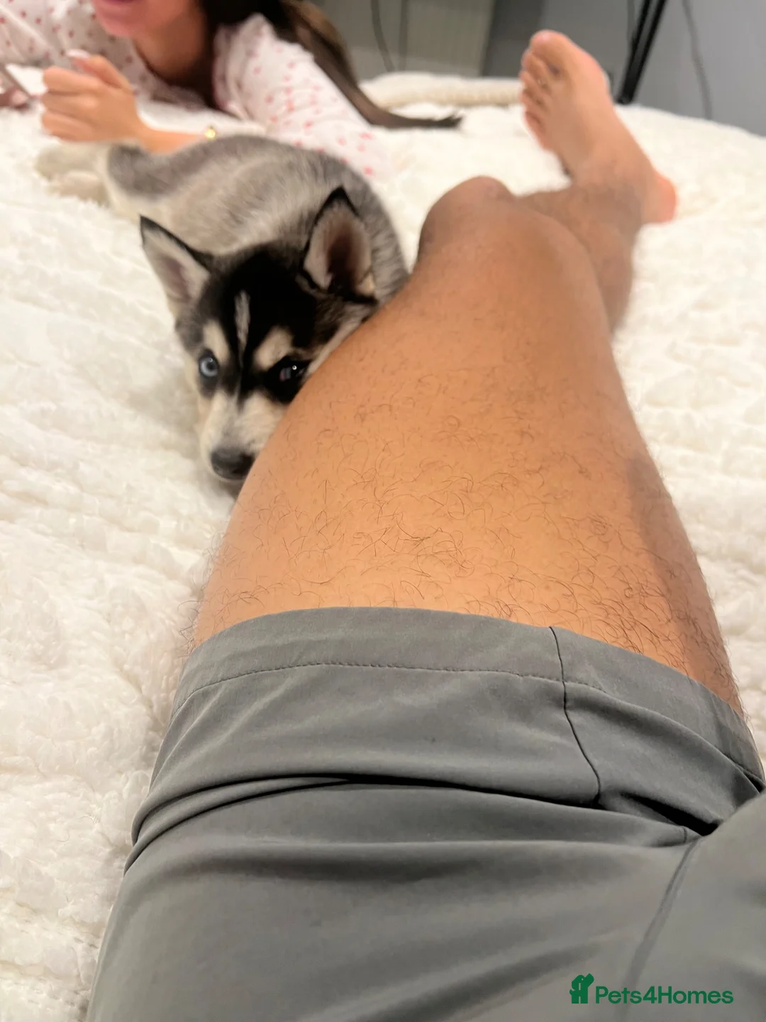 Pomsky dogs for sale: F4 Pomsky just under a year old  in Swansea - Advert 13